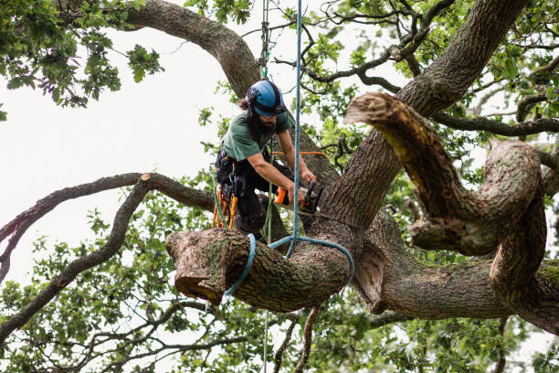 How Our Tree Care Process Works  in  Bay Park, NY