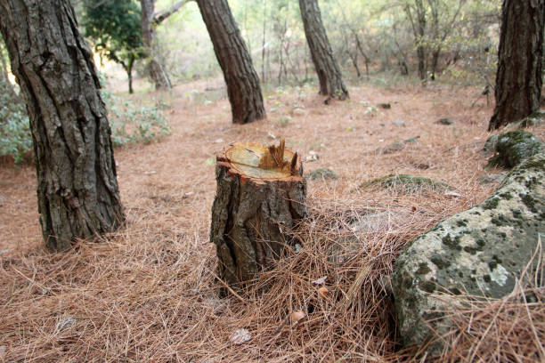 Trusted Bay Park, NY Tree Care Experts