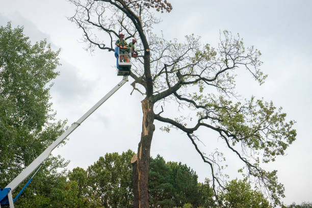 Best Commercial Tree Services  in Bay Park, NY