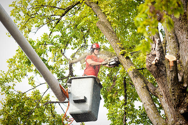  Bay Park, NY Tree Care Pros